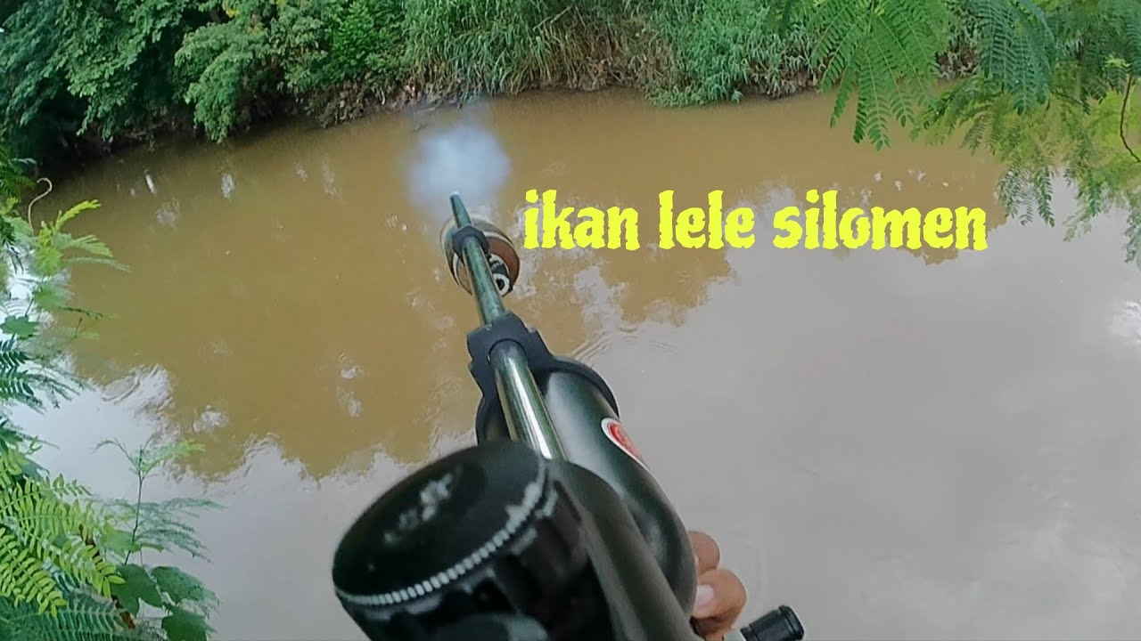 Gawat !! Ikan lele silomen terkena paser // paser mania