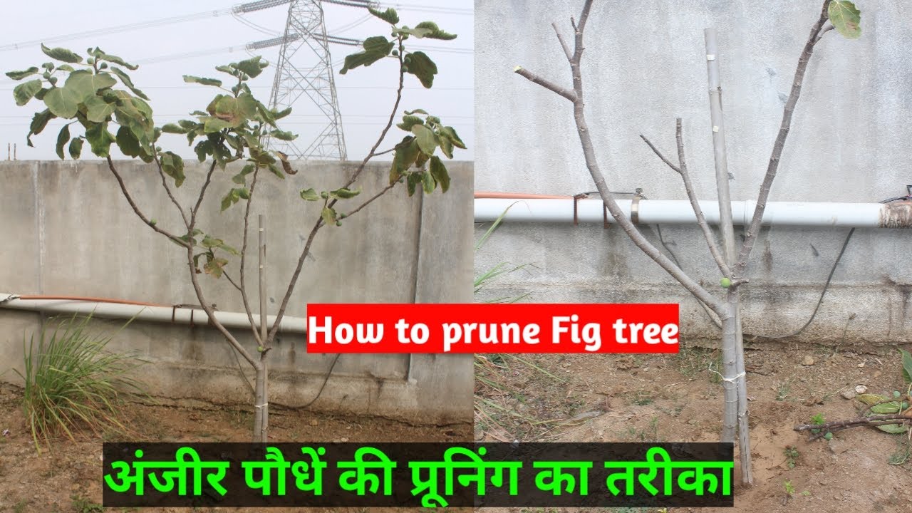 अंजीर पौधें की प्रूनिंग का तरीका । How to prune Fig tree।