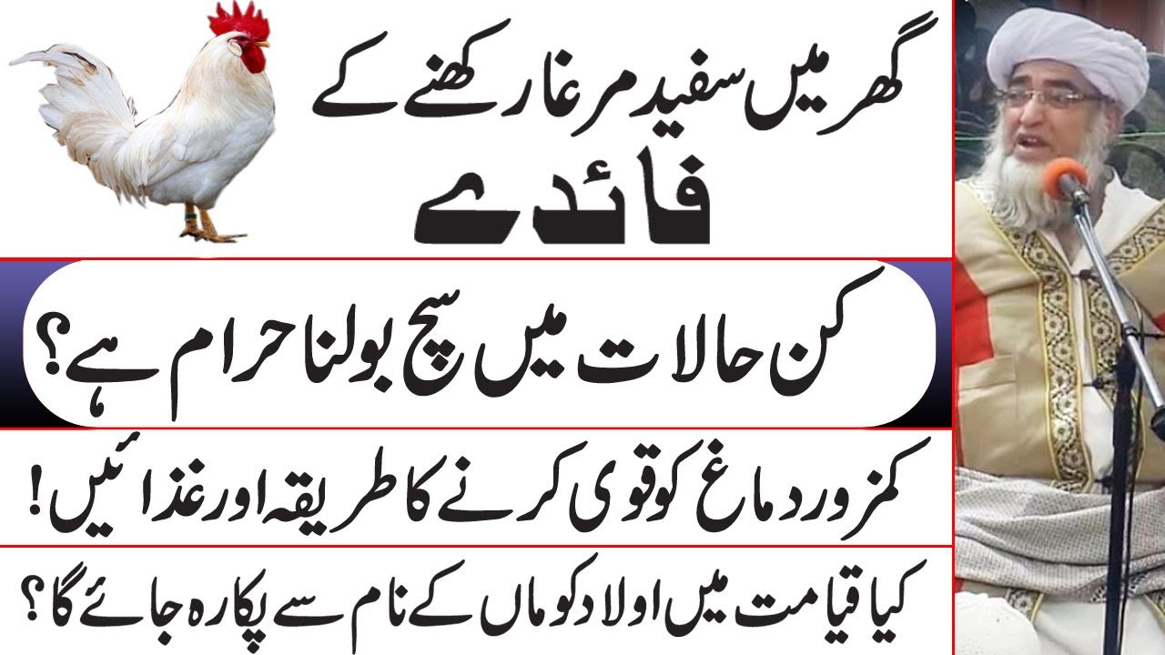Sufaid Murgha rakhne ka faidy | kin Halat main Sach bolna Haram | Mufti Zarwali Khan @IslamicUrdu