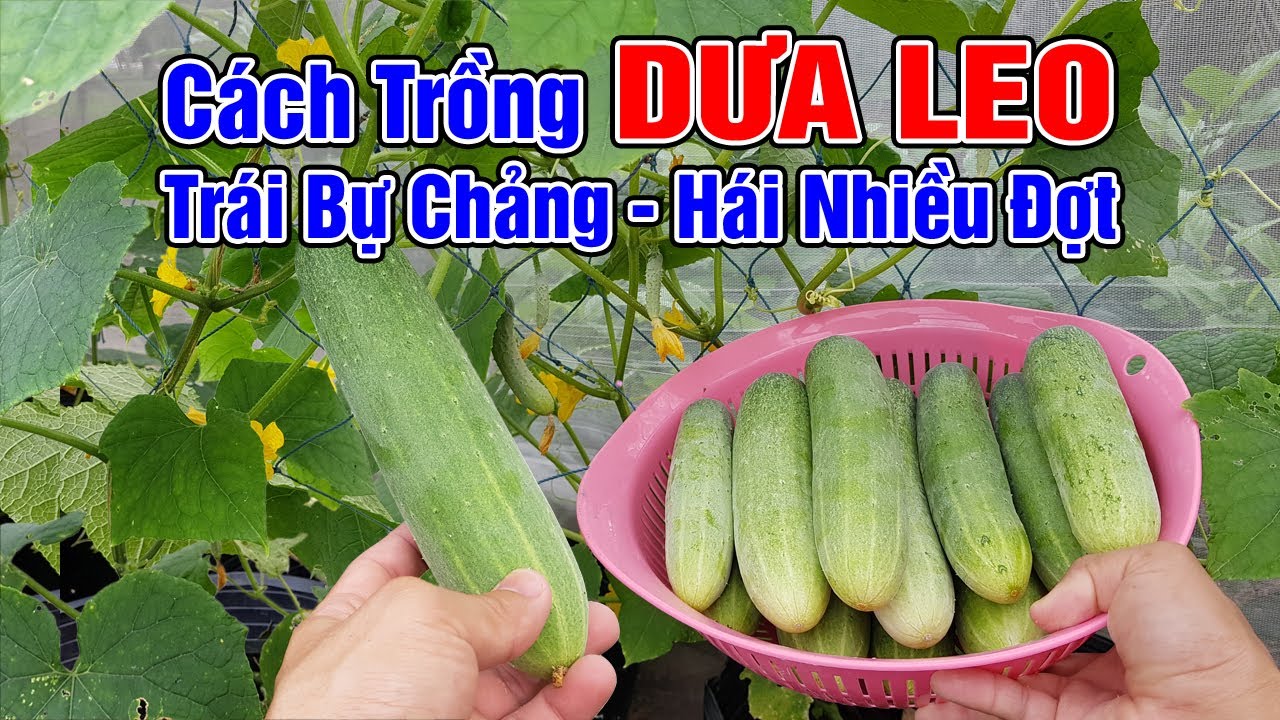 Cách trồng dưa leo trong chậu trái bự chảng, hái nhiều đợt