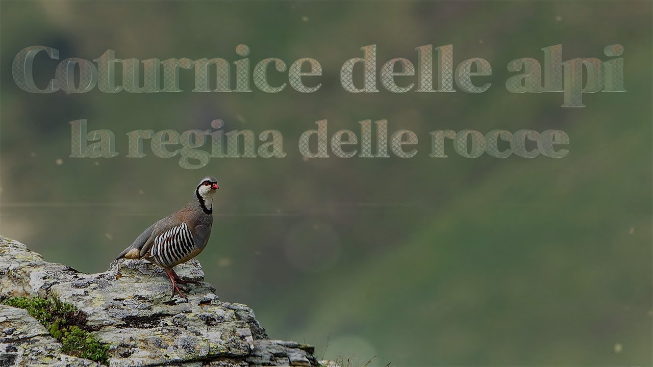 Coturnice delle alpi, la regina delle rocce. Alectoris graeca saxatilis  Video 4 k
