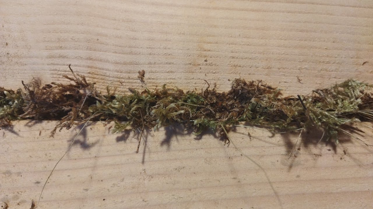 Traditional moss chinking of a log cabin in the Carpathians in Poland