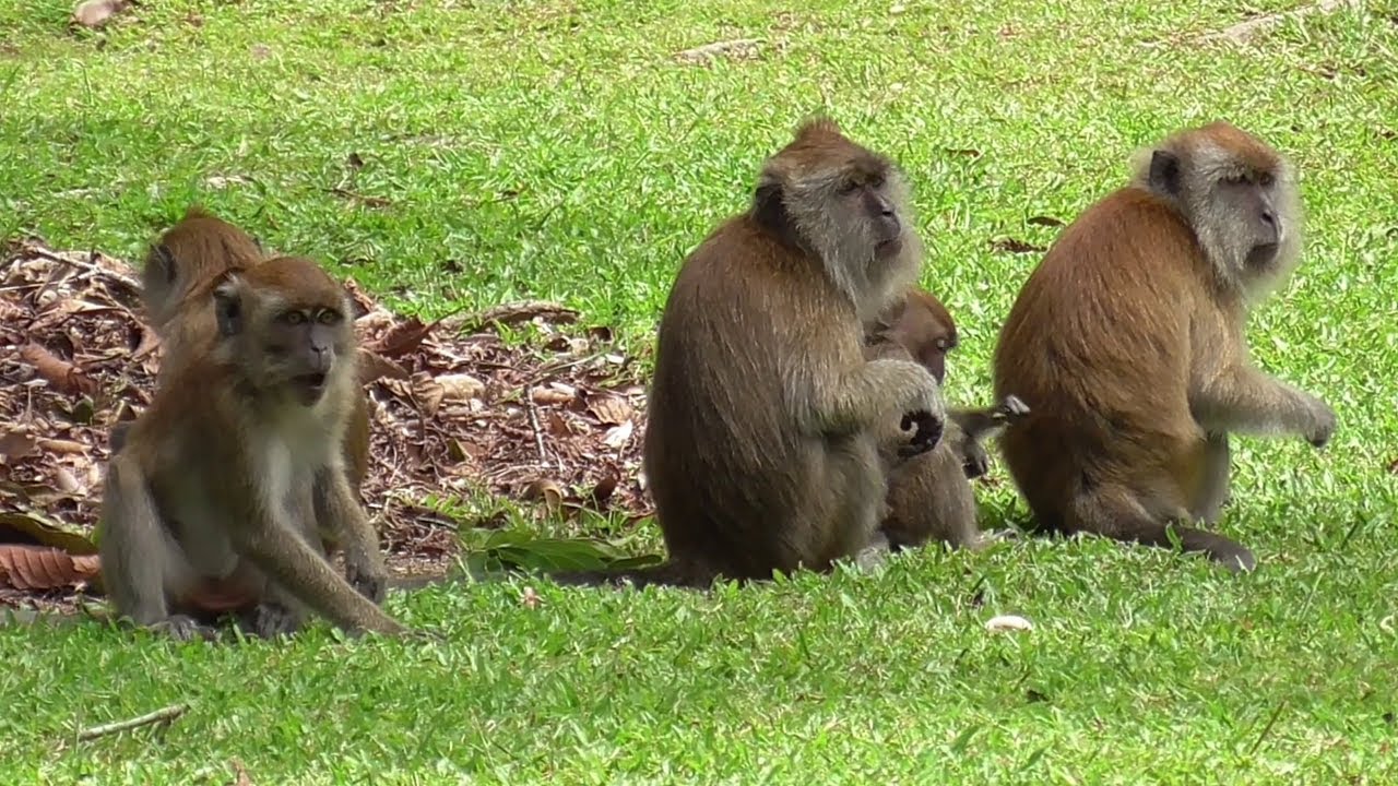 Malaysia Series #8 - Long Tailed Macaque Pt.4