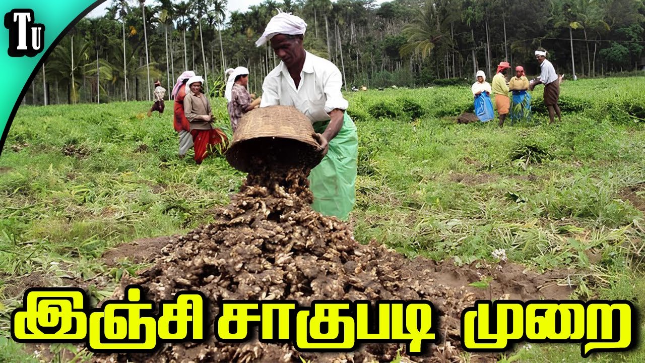 இஞ்சி சாகுபடி முறை - Ginger farming