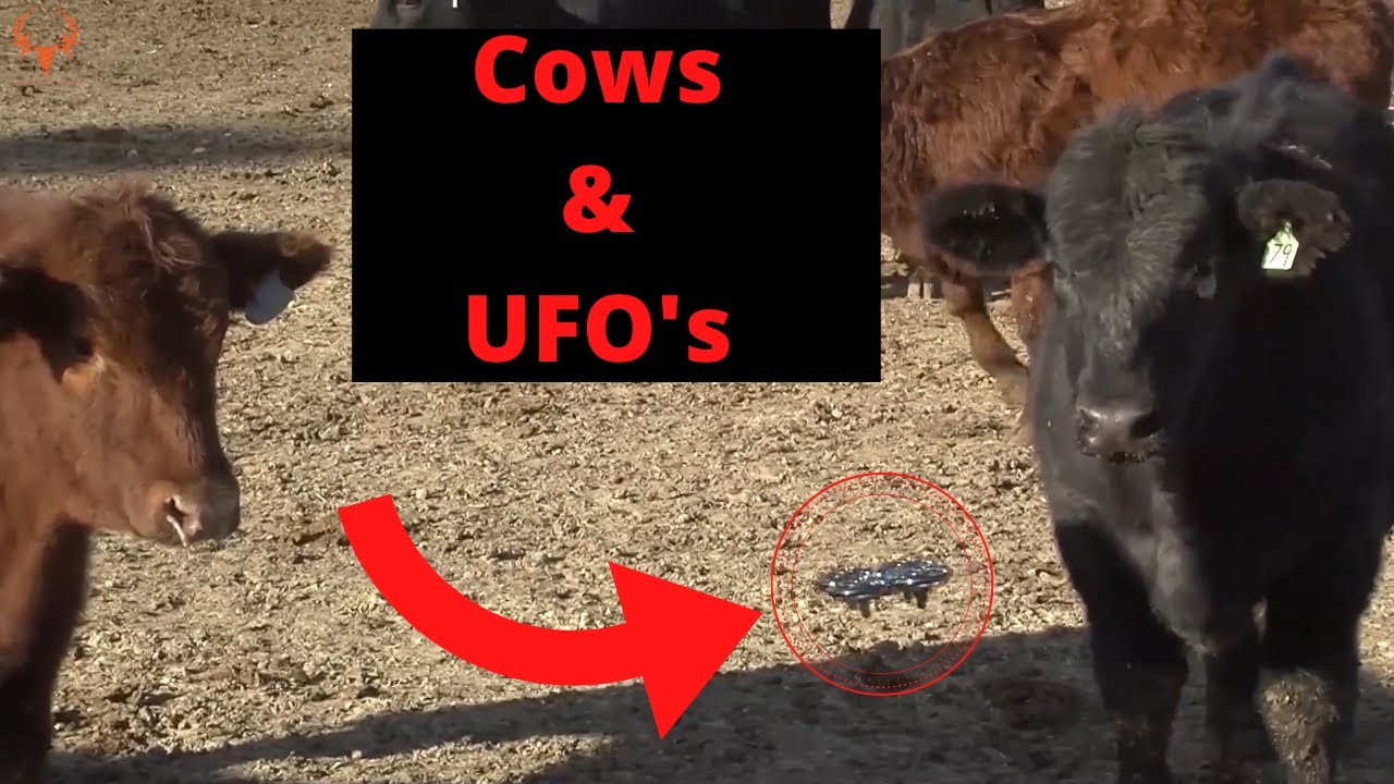 Cows & UFO's