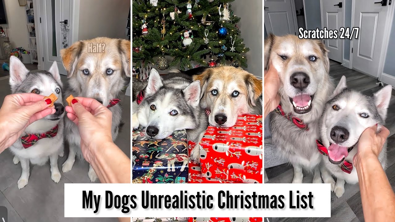 My Dogs Unrealistic Christmas List