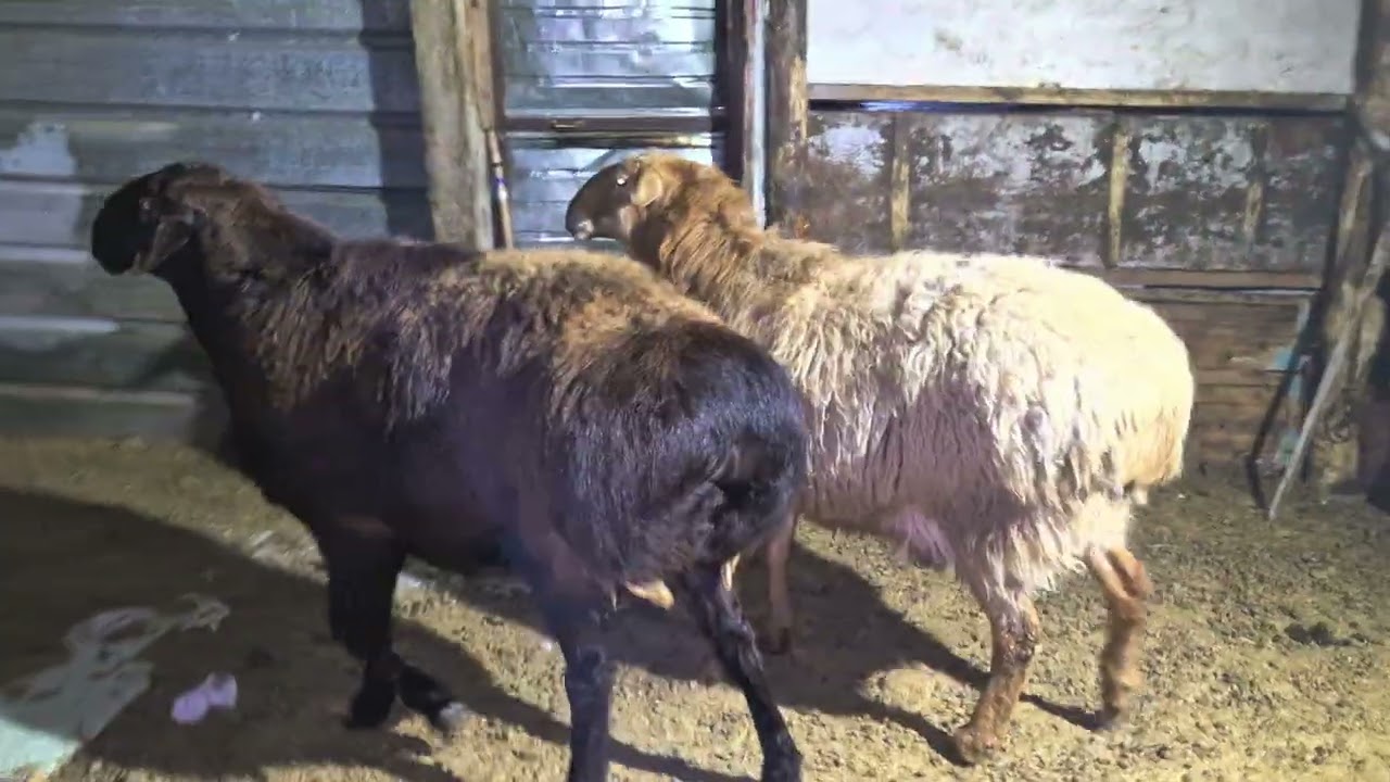 15 февраля 2026 г.