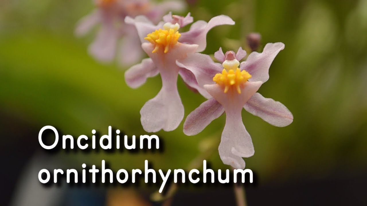 Orquídea Oncidium ornithorhynchum