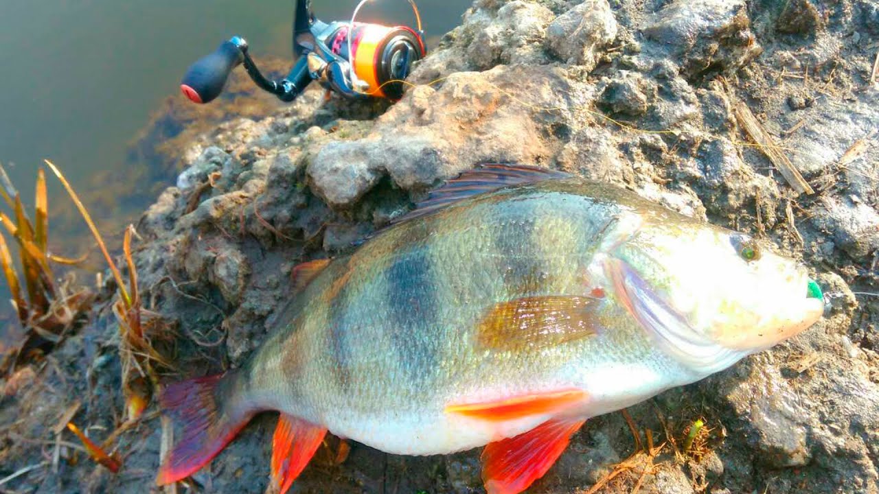 Как ловить окуня весной? Лайт на реке. Ловля хищника | Spinning only