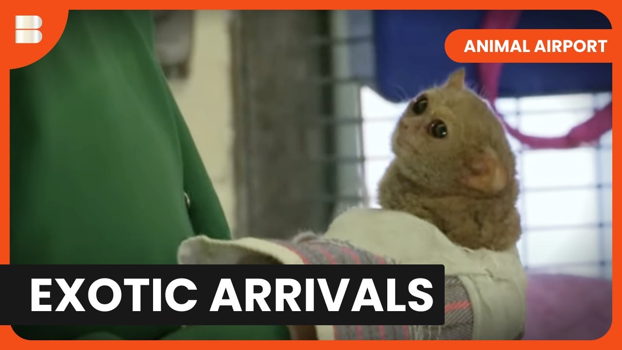 Angry Cat & Rare Exotics - Animal Airport - S02 EP01 - Animal Documentary