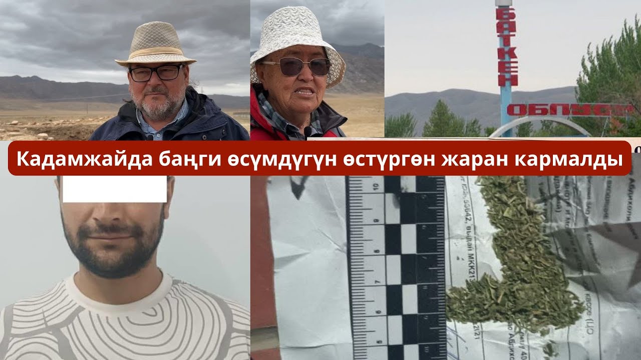 #БАТКЕНЖАҢЫЛЫКТАР: Кадамжайда баңги өсүмдүгүн өстүргөн жаран кармалды