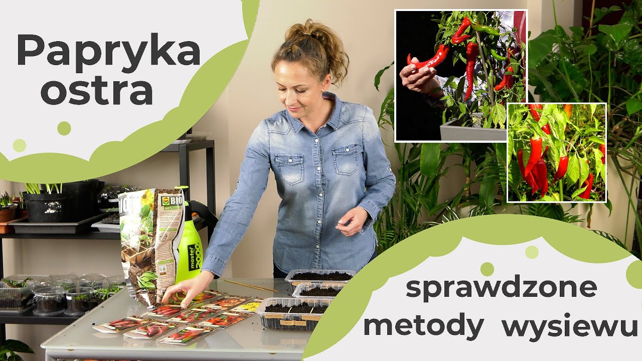 Papryka ostra - sprawdzone metody wysiewu. Jak mieć udane rozsady papryki ostrej?