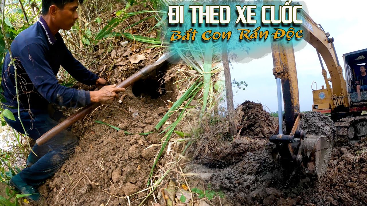 Phải Lì Lắm Mới Bắt Được Con Rắn Độc Trong Cái Gò Cây Sậy Rậm Rạp | TGSB # 153