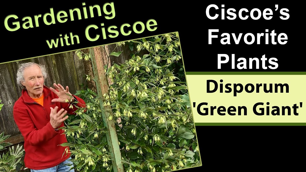 Ciscoe's Favorite Plants: Disporum 'Green Giant' and Disporum 'Night Heron'