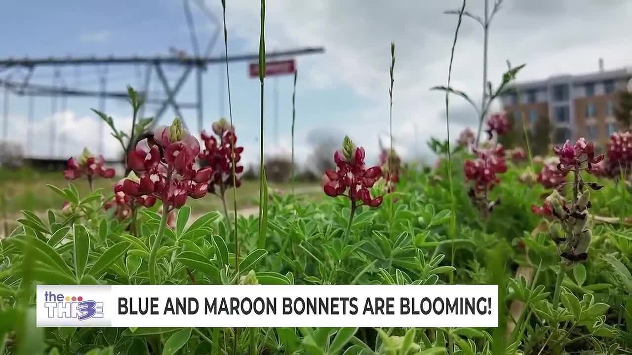 Skip the highway — The Gardens at Texas A&M offer a safe spot for bluebonnet, maroon bonnet pictu...