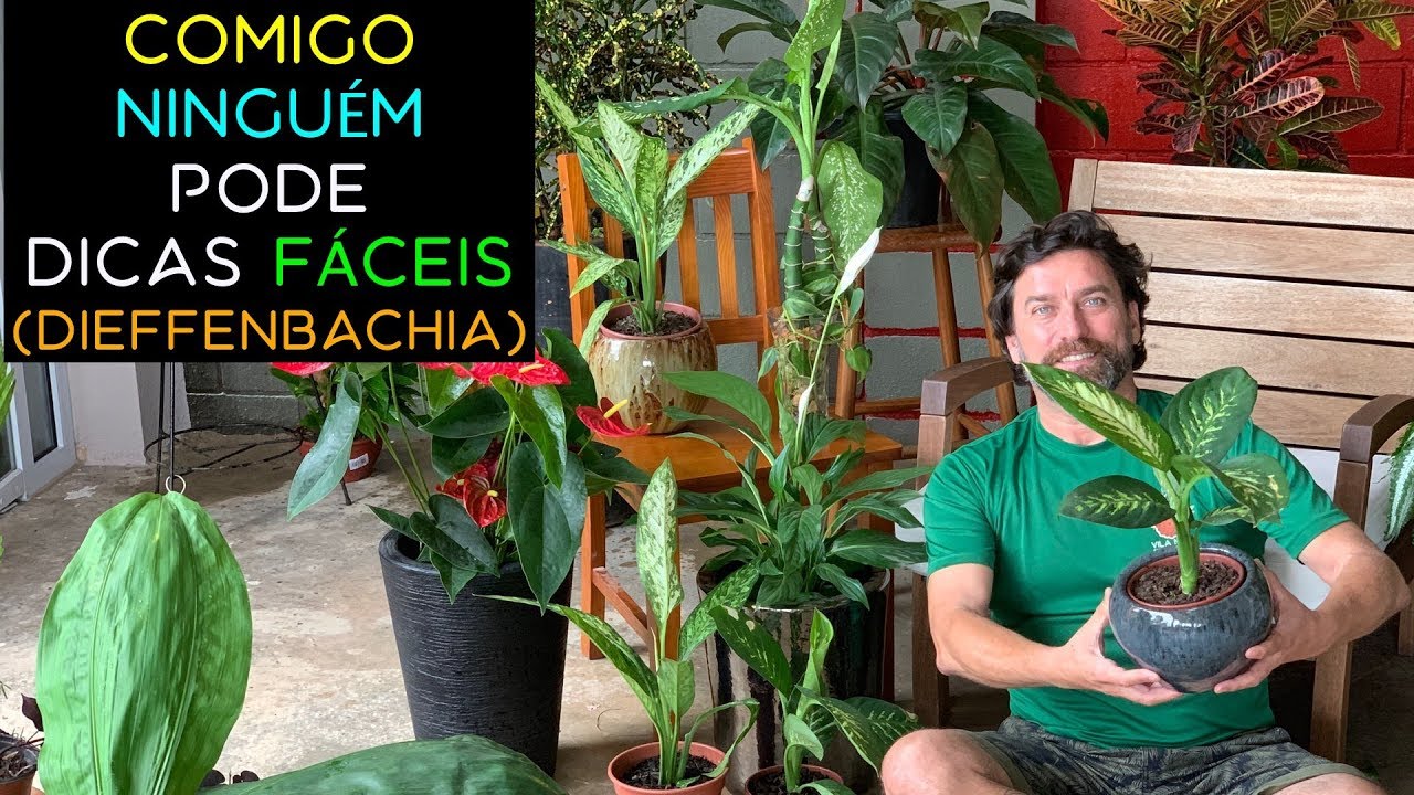 Comigo Ningu&eacute;m Pode Dicas F&aacute;ceis (Dieffenbachia)