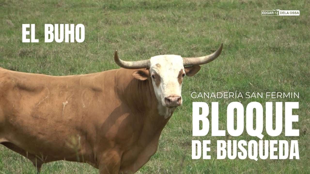 Torazos de la Ganaderia San Fermin de los Hnos. Anaya Diaz para COTORRA 2025