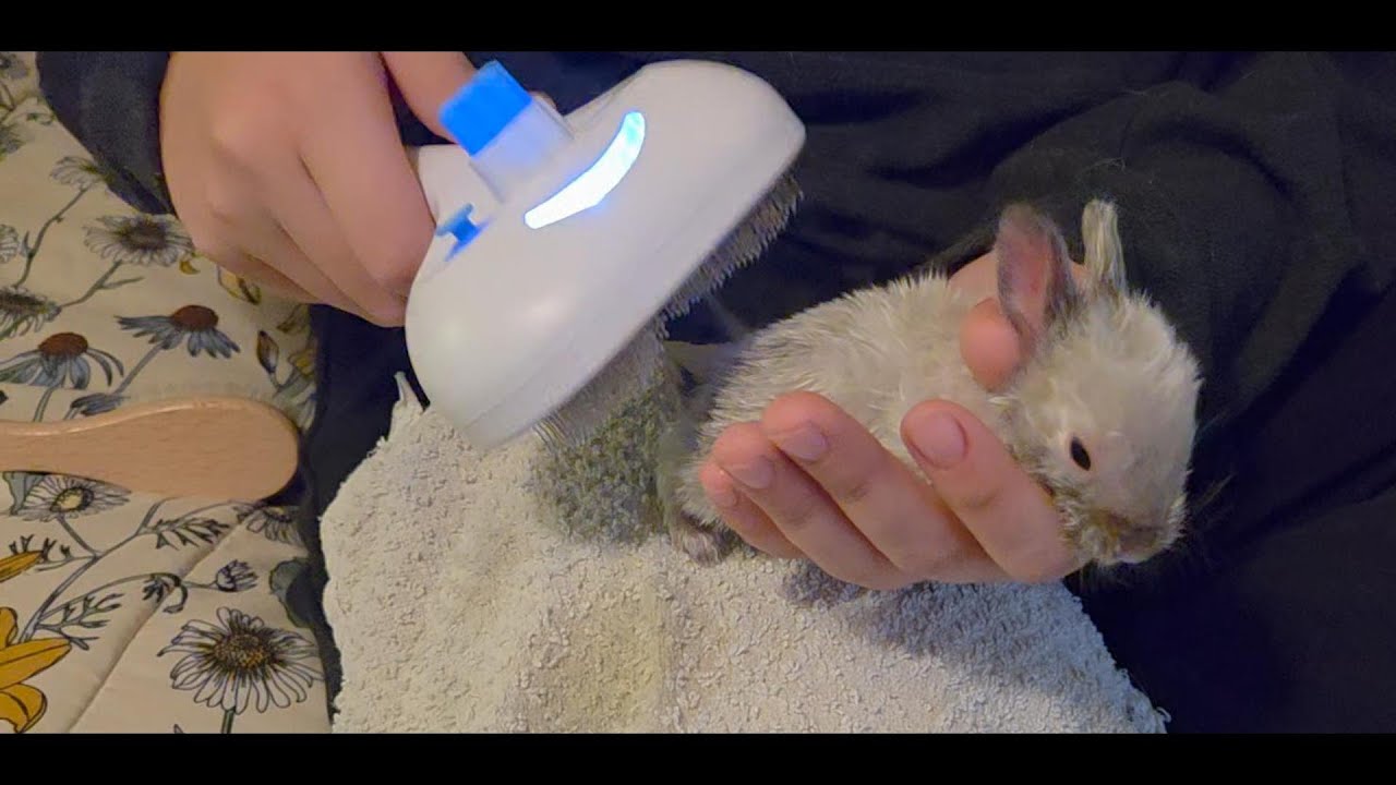 Pet Steam Brush -Honest Review