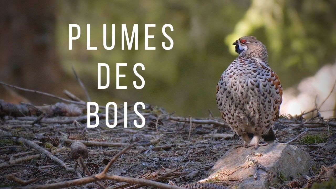 Plume des Bois