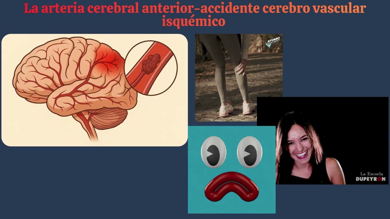 Polígono de Willis: anatomía, función e importancia clínica