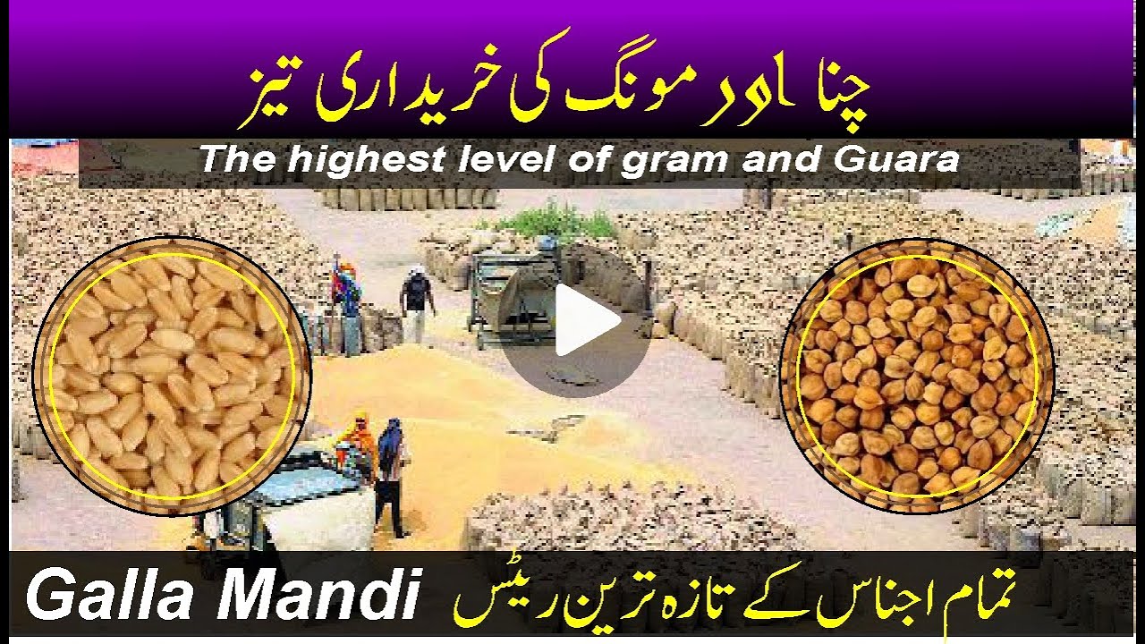 chana rate update l Moong price l Bajra, guara, Piplan faislabad Punjab gala mandi l Bashir Sandhila