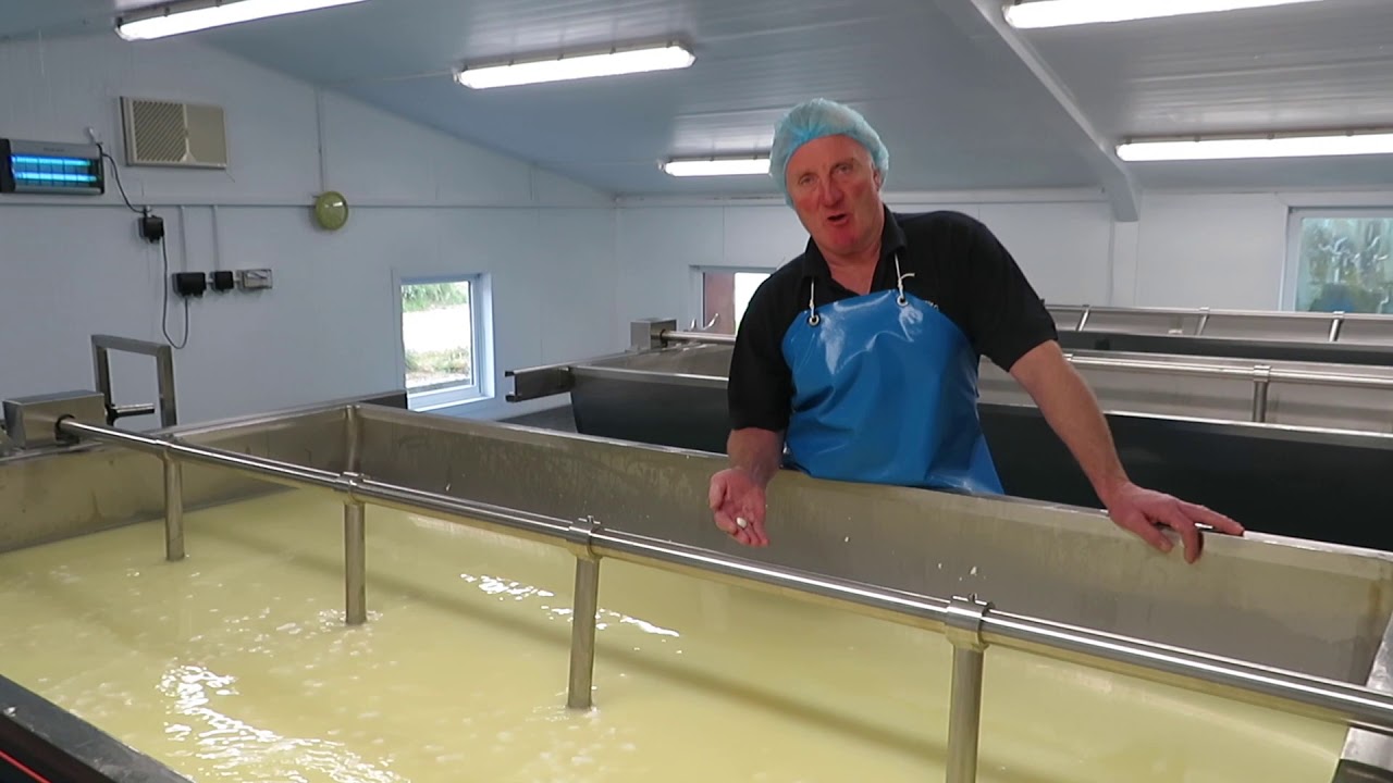 Step 1 to cheese making - Mixing milk, rennet and starter cultures