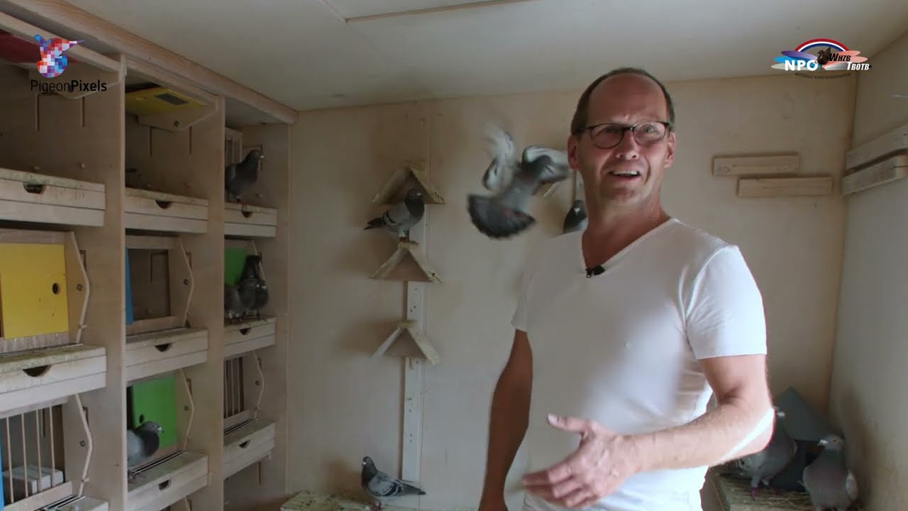Nat. NPO/WHZB/TBOTB '23 Winners: 1st Ace Pigeon One Day Long Distance - Gerrit Jan Beens.