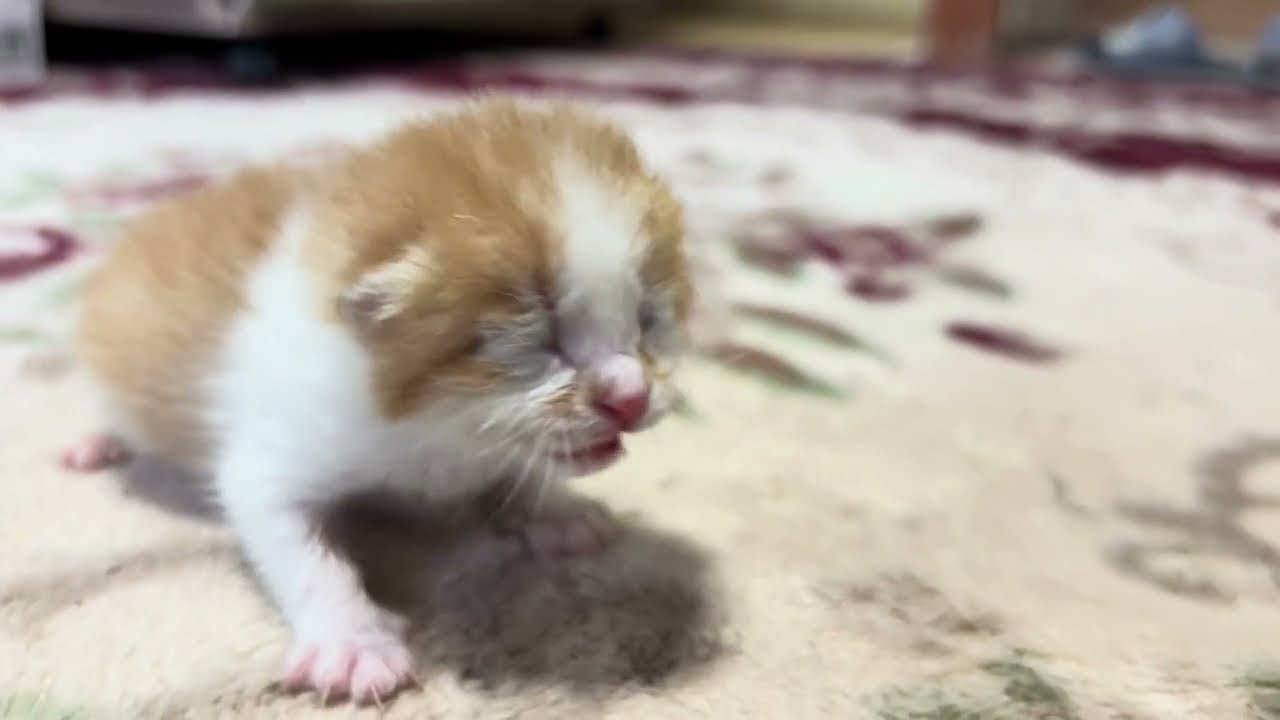 【保護猫】今日の信（しん）の様子をお届けします。🐈【子猫】