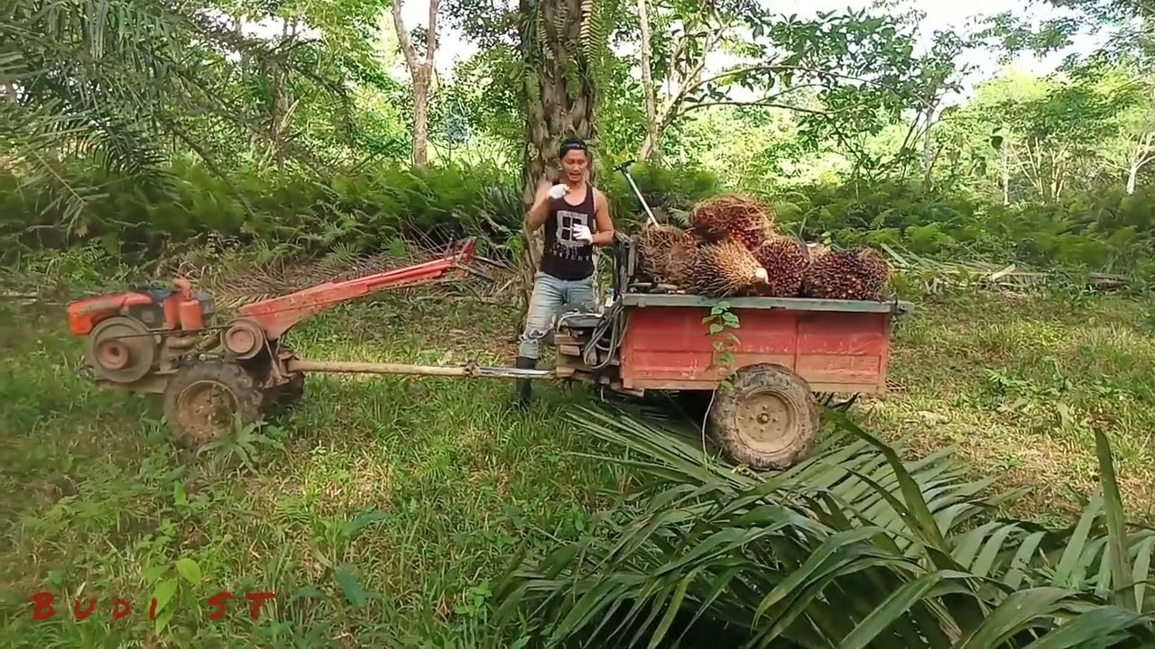 langsir buah sawit mengunakan alat angkut si gerobak merah traktor😁😁 #vlog #viral #sawit #kaliorang