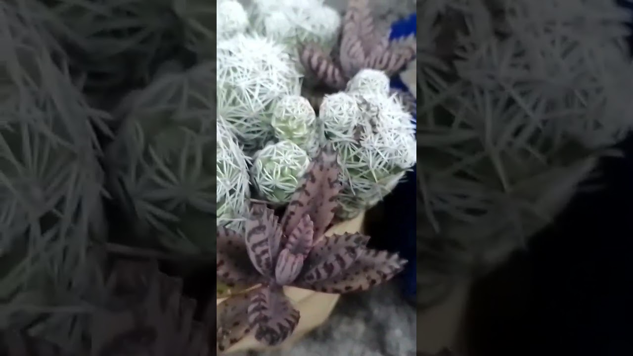 cactos em vaso 3 D
