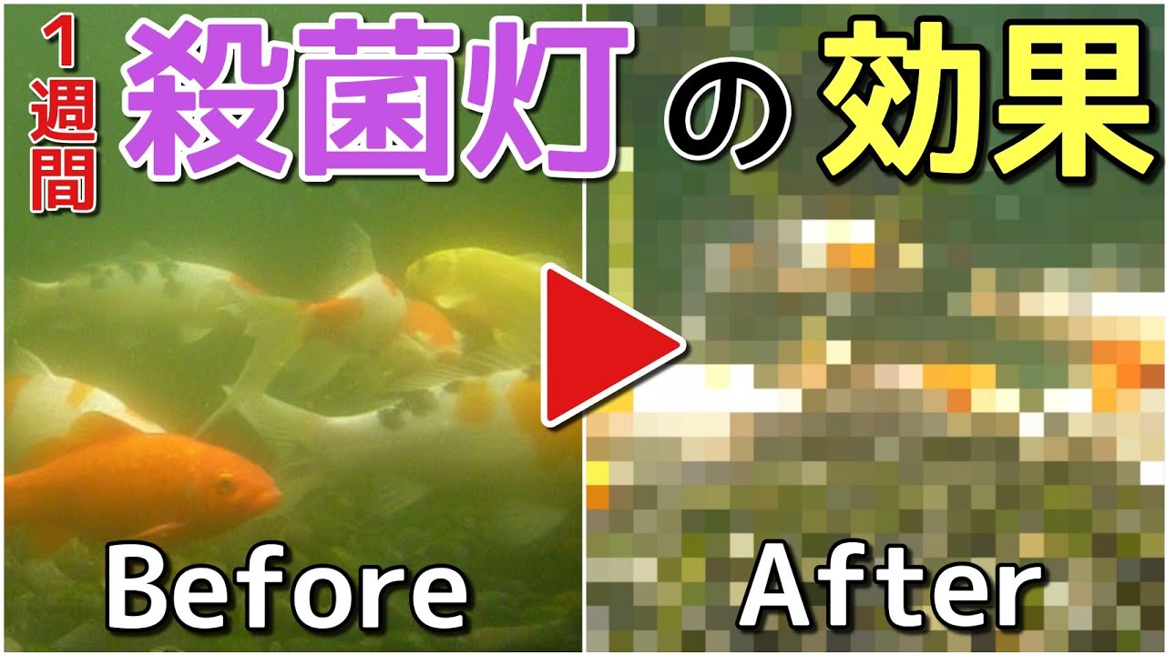 予想以上!?青水の池に殺菌灯導入！１週間後の効果を水中動画で比較