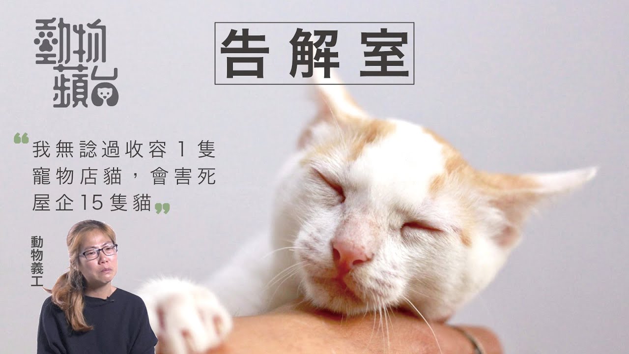 義工自責害死15隻家貓  救寵物店貓反帶貓瘟入屋「我覺得自己好像劊子手 」（果籽）