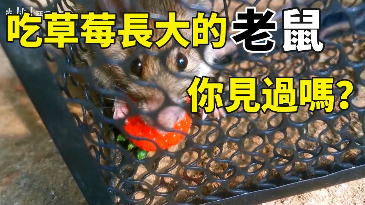 你见过草莓养大的老鼠吗？又粉又水灵！这画面你敢信？【手艺人飞羽】