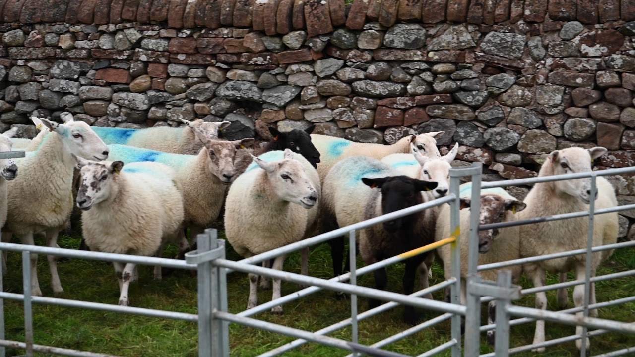 60 Seconds @ Sheep Racing @ Kirkby Thore (The Lake District)(Cumbria)
