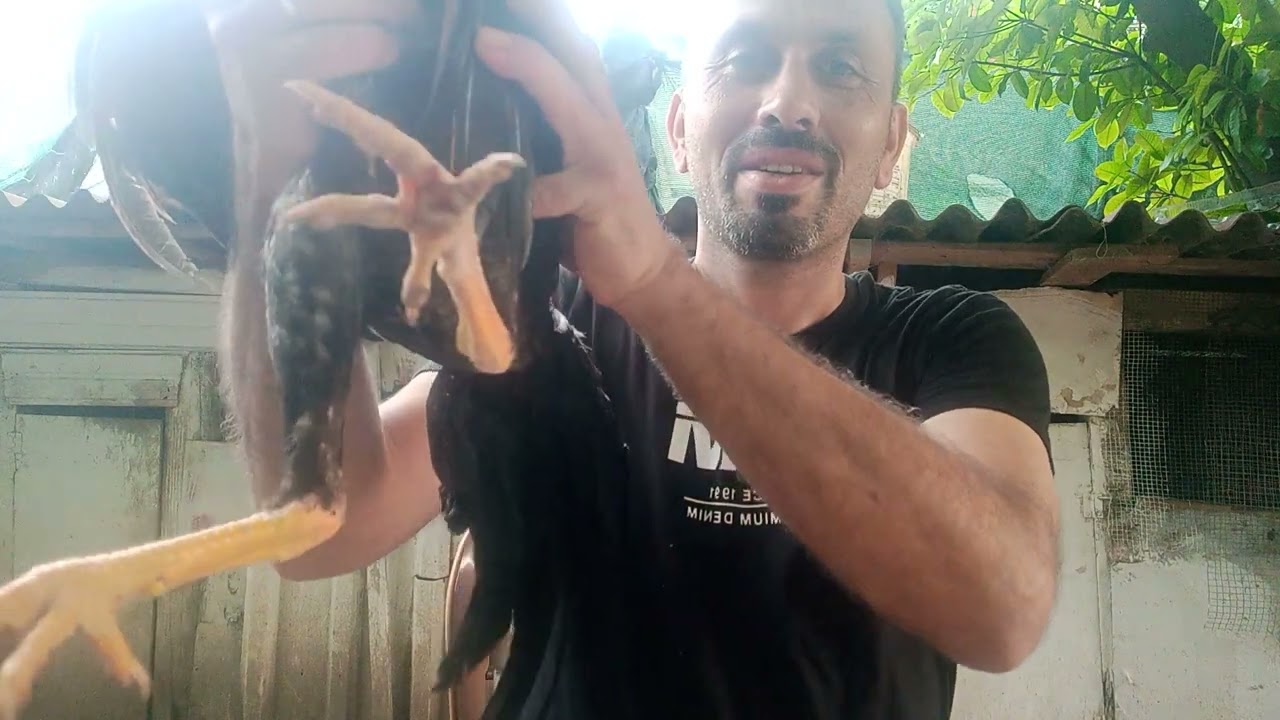 sezon sonun sıcak havalrda horoz bakımı ##horozu bakımı ve musabkada yapilmasi gereken ince noktlar