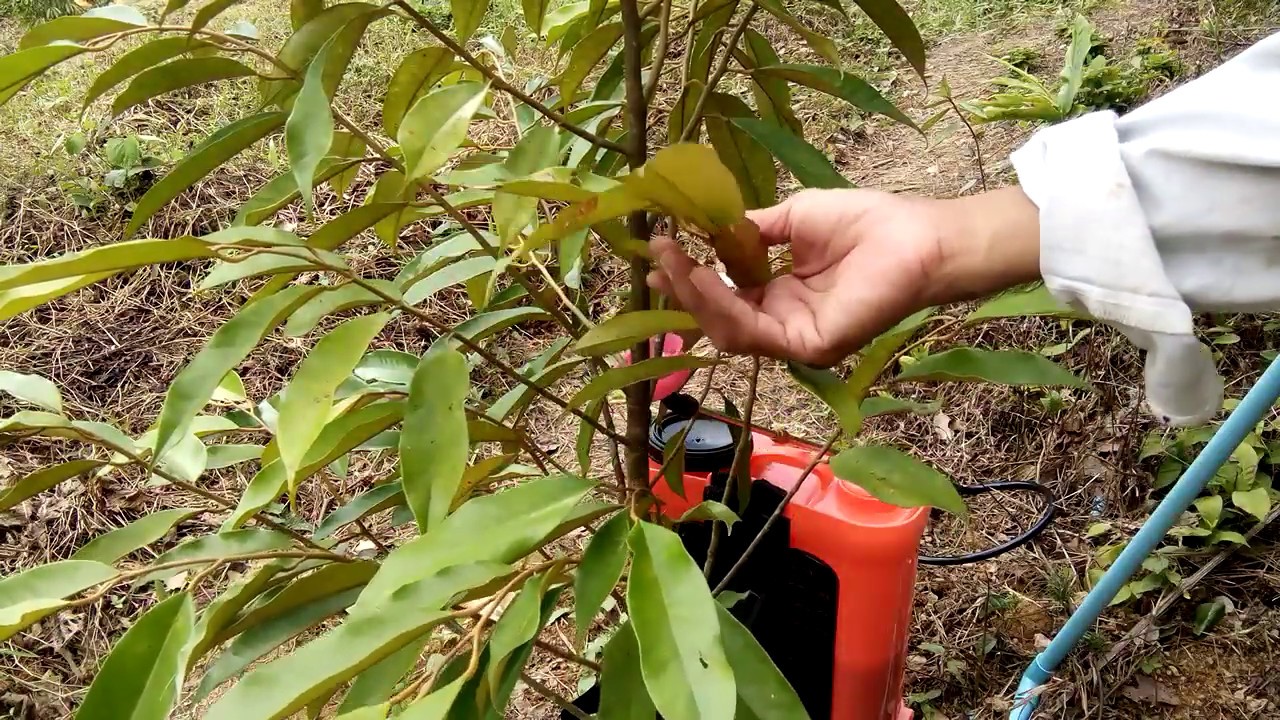 ทุเรียนใบเหลืองแก้3ข้อไปต่อได้