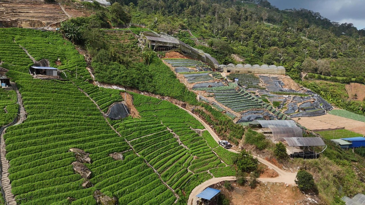 drone shot for going up Mint Farm Cameron Highland