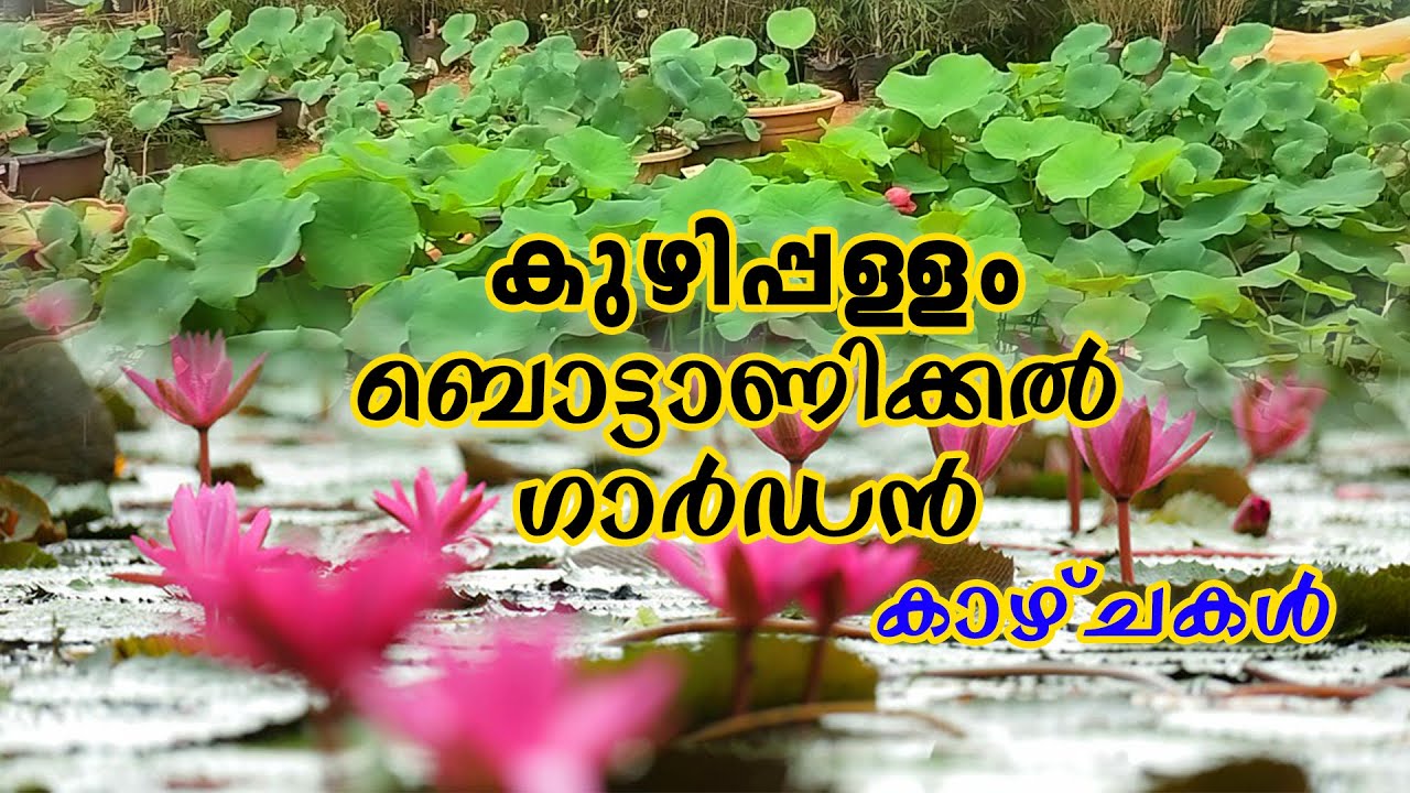 കുഴിപ്പള്ളം ബൊട്ടാണിക്കൽ ഗാർഡൻ  | KUZHIPALLAM BOTANICAL GARDEN |  #botanicalgarden  #garden