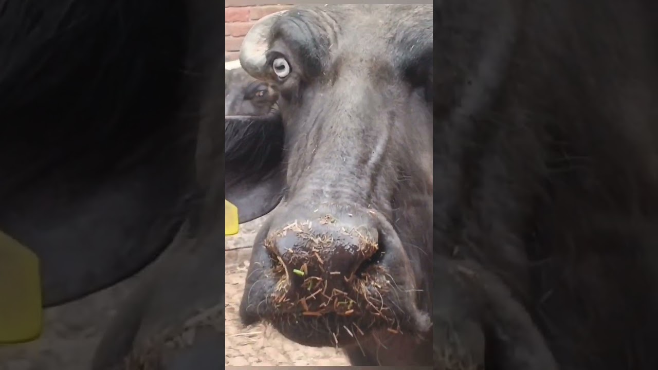 How to buffalo grow