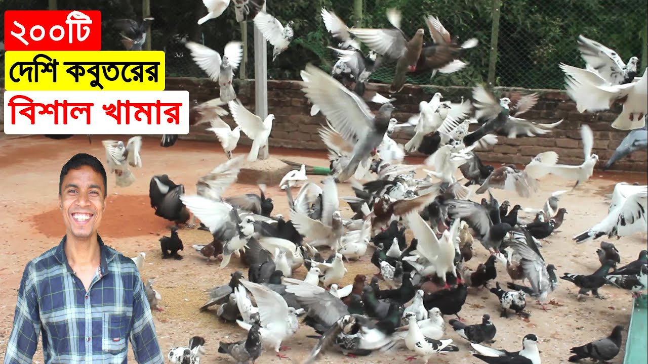 পরিত্যাক্ত বাড়ির ছাদে ২০০টি দেশি কবুতরের বিশাল খামার গড়ে সফল উত্তম কুমার।Pigeon Farm In Bangladesh.