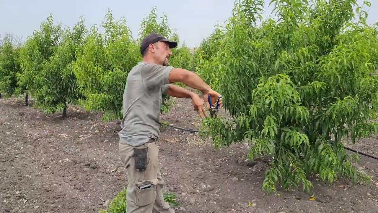 La giusta potatura verde a 18 mesi dall'impianto di un pescheto.