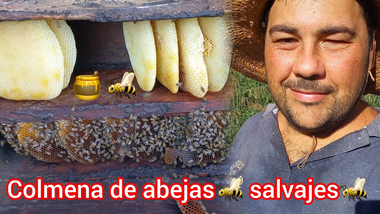 Cómo sacar MIEL NATURAL de una COLMENA sin que te ataquen las abejas? 🐝