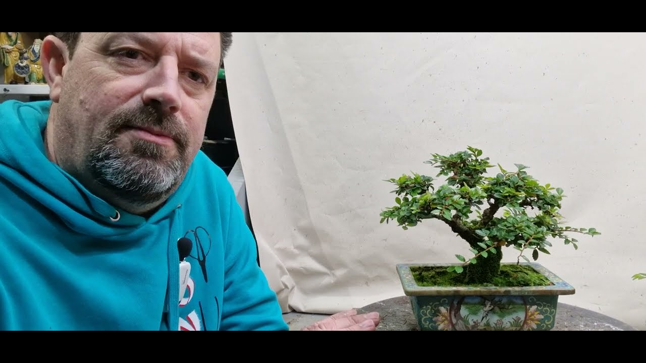 Маленькие китайские вязы нуждаются в обработке. бонсай в см.