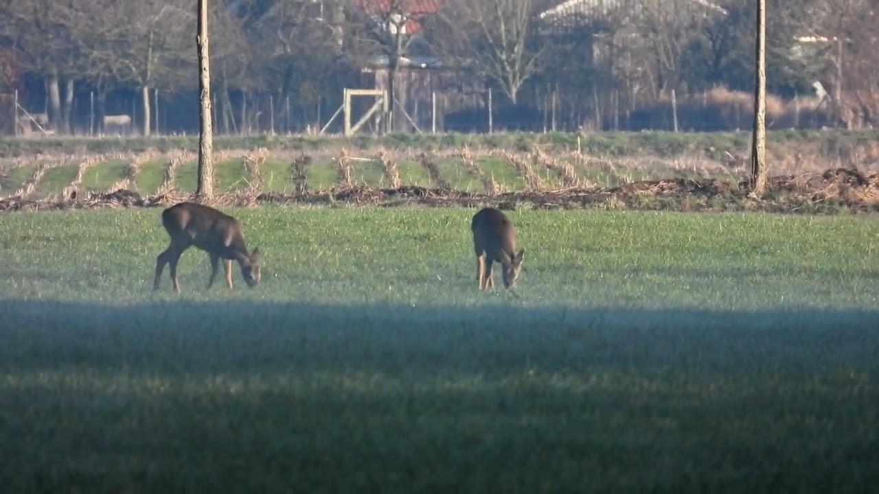 Reeen in de polder #wildlifevideography #netherlands #wildlife #hobby #netherlands 