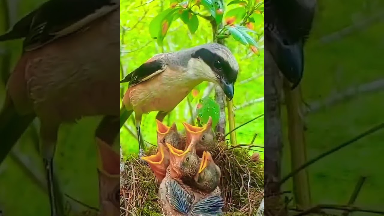 Amazing 😍😍 #birdsinflight #bird #cutebirds