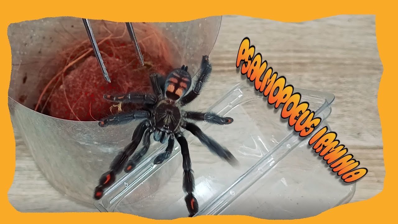 Pielęgnacja hodowli #6 Psalmopoeus irminia | Ptasznik wenezuelski #spider