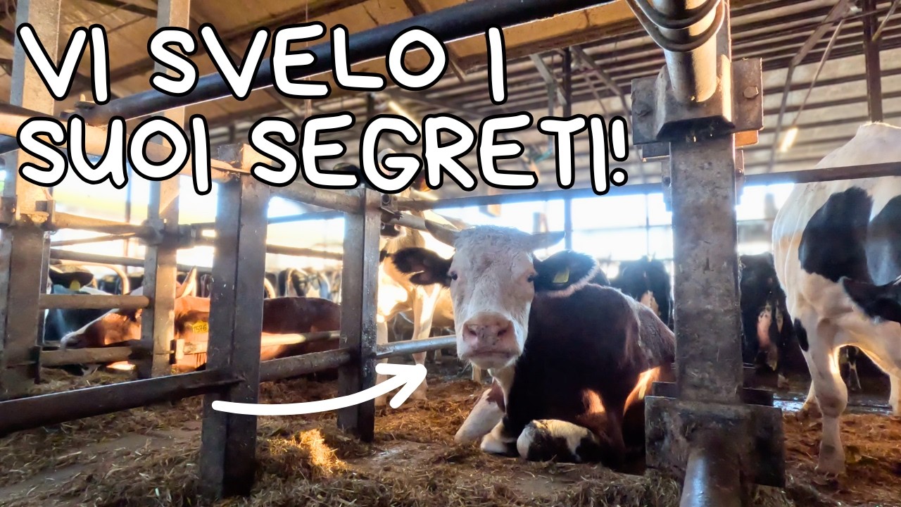 QUANTI KG DI 💩 FA UNA MUCCA?