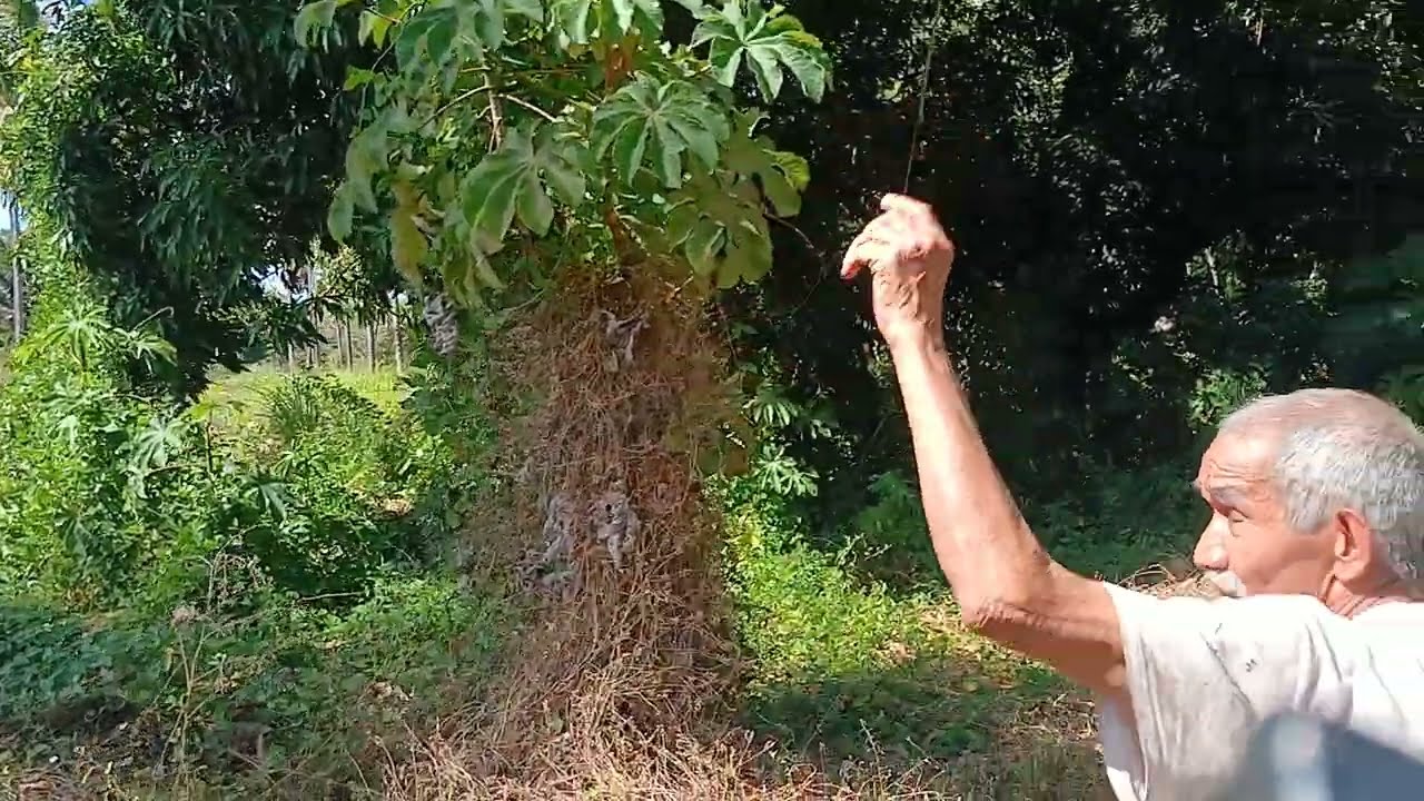 Así se destruye un manglar poco a poco 😔