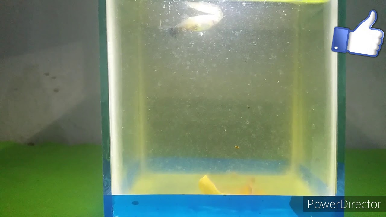 COMO CRIAR GUPPY SEM BOMBA DE OXIGÊNIO ??