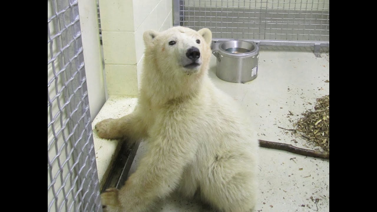 Meet the Newest Polar Bear Cub at Assiniboine Park Zoo